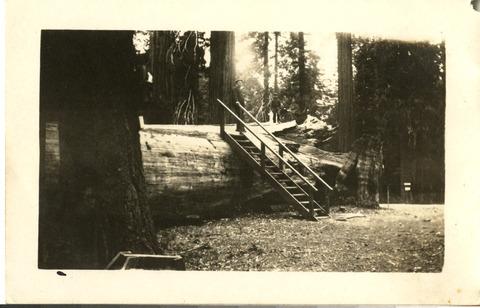 Mariposa Grove, fallen log, stairs