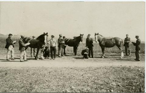 [Judging Draft Horses (Clydesdales)]