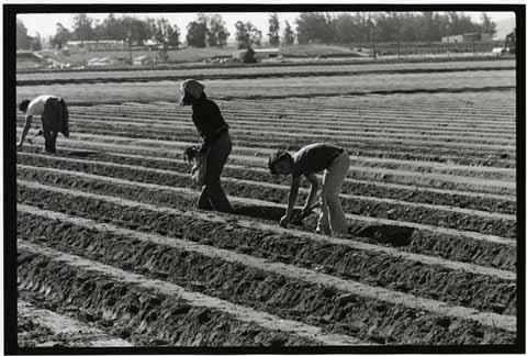 Family of sharecroppers planting strawberries
