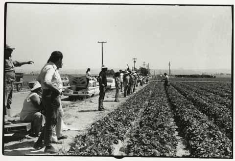 Activists next to strawberry fields