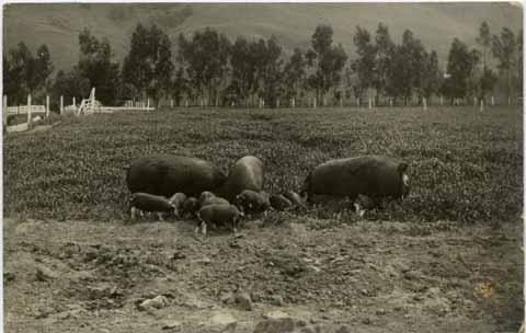 Adult pigs with piglets in pen