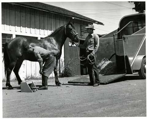 Cotton Reynolds trims the hoofs of a saddle horse owned by a Cal Poly animal husbandry student