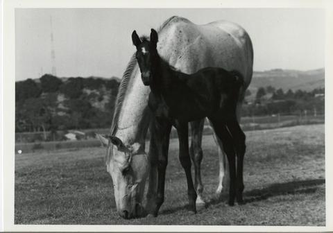 [White Mare and her foal]