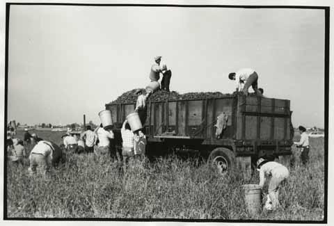 Chile harvesters
